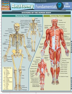 ANATOMY FUNDAMENTALS LIFE SCI