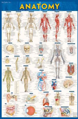 ANATOMY POSTER PAPER UPDATED